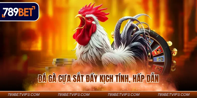 Đá gà cựa sắt đầy kịch tính, hấp dẫn